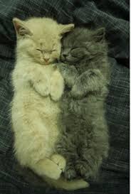Curious is also the fact that when awake, cats come to spend almost 30% of that time clearing. On Average How Many Hours Do Cats Sleep A Day Catwalls
