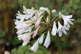 Image result for Agapanthus campanulatus