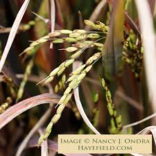 Image result for Oryza