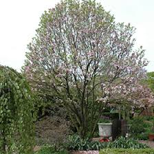 The good news is that magnolias grow just about anywhere in the u.s. Alexandrina Saucer Magnolia Magnolia X Soulangeana Alexandrina In Denver Centennial Littleton Aurora Parker Colorado Co At Tagawa Gardens