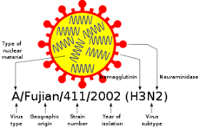 Most people who get influenza feel sick for a week or two and recover. Influenza Wikipedia
