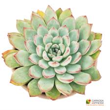 Image result for Cyphia richardsiae