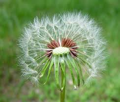 Image result for Taraxacum sp.