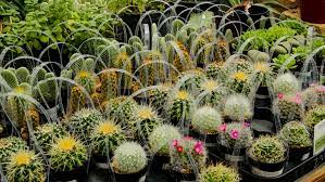 Another new york city institution has closed after the city shuttered comedy clubs amid the coronavirus pandemic. Cactus Nursery Phoenix Cave Creek Desert Foothills Gardens
