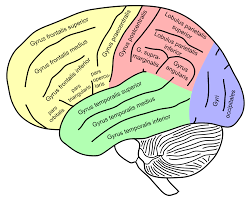 It is the site of the primary motor cortex that in humans is cytoarchitecturally defined as brodmann area 4. Supramarginal Gyrus Wikipedia
