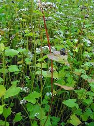 Image result for Fagopyrum esculentum