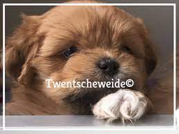 Dieren en toebehoren honden | chihuahua's en gezelschapshonden 114 resultaten voor 'shih tzu'. Boomer Pups Lhasa Apso X Shih Tzu Twentsche Weide
