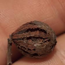 Image result for Psychotria djumaensis