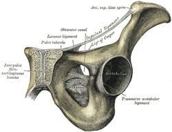 I used my grandpa's dog brody as a wow, this is great! Pelvis Anatomy Physiology Wikivet English