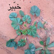 Pin By Chamsdine Chams On صور Plant Leaves Plants Leaves