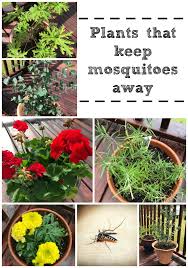 Here are 12 plants that can help keep mosquitos away. The Best Plants To Help Keep Mosquitoes Away Mom Files