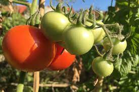 Warte daher mit dem auspflanzen mindestens bis zum 15. Tomaten Und Paprika Aussetzen Wann Gepflanzt Wird