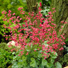 Heuchera Sanguinea Firefly J Parker Dutch Bulbs Learn more about heuchera spp. heuchera sanguinea firefly