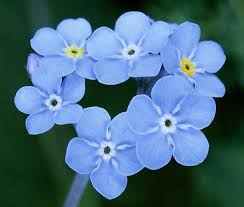 Image result for Hilsenbergia