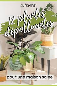 Les Plus Belles Plantes D Interieur Depolluantes Plante Interieur Belle Plante Plante
