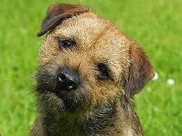 The Border Terrier Is A Small Medium Boned Sturdy Dog Origin United Kingdom Life Span 12 15 Years Hypoallergenic Y Border Terrier Terrier Breeds Terrier