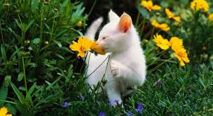 12 astuces pour éloigner les chats du potager