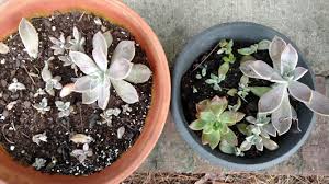 This section will teach you everything you need to know about correctly potting your cactus or succulent plant including choosing the correct. Tried A Cacti Succ Mix On Left And Regular Potting Soil On The Right For Propagation Comparison Test Succulents
