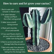 They've learned how to compete for survival all over the world. Care Tips For Cactus Growth And Flowers