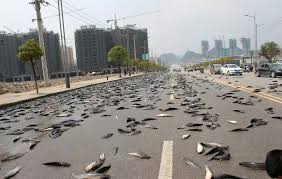 Later Day Manner Falls In Thailand As Fish Rain Over Streets Pictures Of The Week Cool Pictures Miami Street