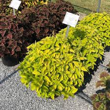 Image result for Coleus hereroensis