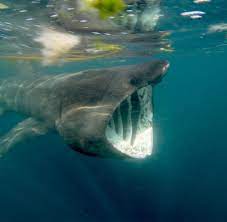 Play megalodon and discover followers on soundcloud | stream tracks, albums, playlists on desktop and mobile. Riesiger Urzeithai Grosse Klappe Nix Zu Futtern Warum Megalodon Ausgestorben Ist Welt