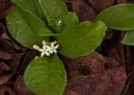 Image result for Psychotria pumila