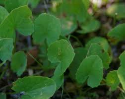 Image result for Centella glabrata