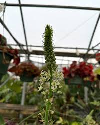 Image result for Voacanga bracteata