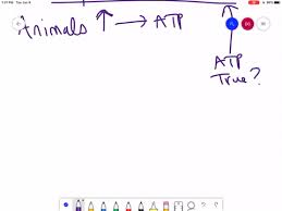 We did not find results for: Solved Is This Statement True Or False Animal Cells Have Mitochondria Plant Cells Have Chloroplasts Explain Your A