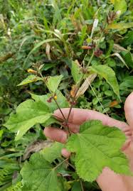 Image result for Triumfetta