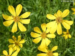 Pin On Mn Native Plants