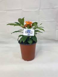 Image result for Crossandra puberula