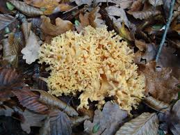 Image result for Sericorema remotiflora