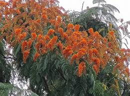 Image result for Colvillea