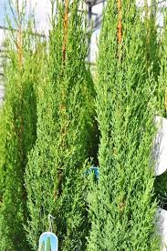 Zypresse Toskana Zypresse In 2020 Toskana Zypresse Toskana Pflanzen