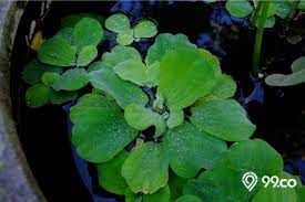 Beberapa jenis tanaman air yang biasa kita kenal ialah jenis tumbuhan air yang tumbuh liar di air tawar, yakni di sungai, kolam, dan danau. 9 Jenis Tanaman Air Cantik Untuk Menghias Kolam Ikan Di Rumah