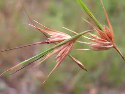 Image result for Themeda triandra