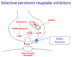 Action Of Fluoxetine What Is Prozac Fluoxetine