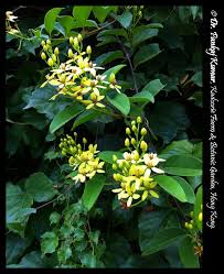 Image result for Tristellateia africana