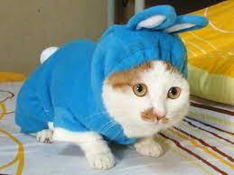 kibbit a kitty and a rabbit cute cat cats cat pics