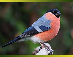 Faites De Vos Jardins Un Refuge Pour Les Oiseaux Bouvreuil Bouvreuil Pivoine Oiseaux