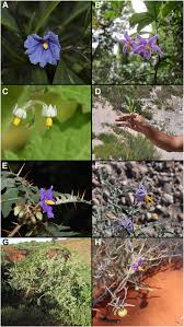 Image result for Solanum memphiticum