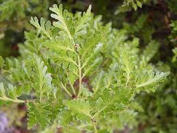 Image result for Phyllocladus trichomanoides