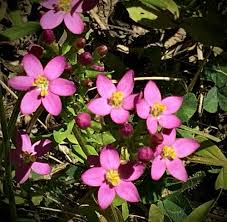 Image result for Zephyranthes minuta