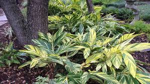How to grow lovely flowers and decorative plants for shaded areas in texas? Embrace The Shade Garden Style San Antonio
