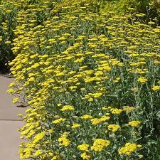 Moonshine Yarrow Plant Achillea Moonshine High Country Gardens