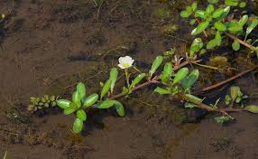 Image result for Ludwigia adscendens