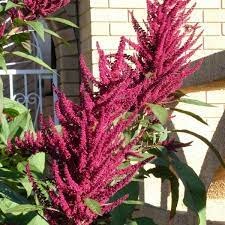 Buy Prince Of Wales Amaranthus Hypochondriacus 100 Seeds Online Seeds Hobbyseeds Store
