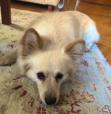 Deniz Tuncalp Ø¯Ø± ØªÙÛÛØªØ± Altin Tuylu Bir Golden Istiyordum Koca Totolu Bir Gorgi Istiyordum Dik Kulakli Bir French Bulldog Istiyordum Ucu Birden Oldu Sukur Https T Co Exbbk73kke